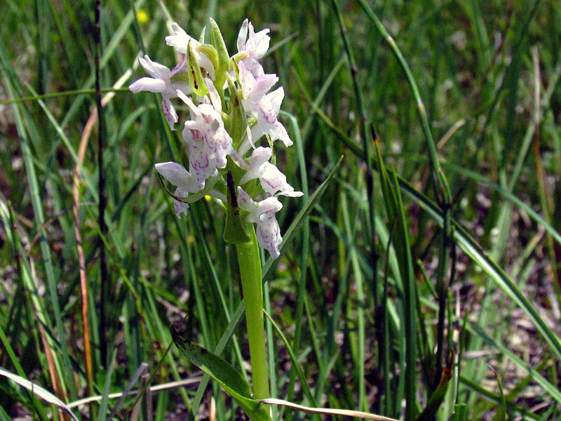 Dactylorhiza incarnata (L.) So